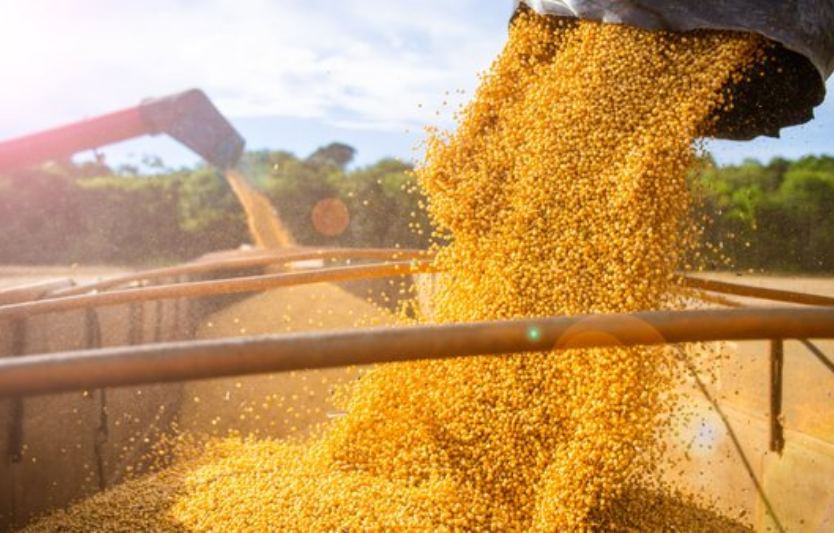 Вересень: зерновий експорт України 2,06 млн т; на 01.10 у сезоні — 6,56 млн т