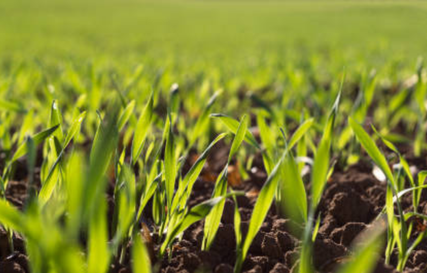 Озимі культури восени 2025 аналітика посівних площ в Україні