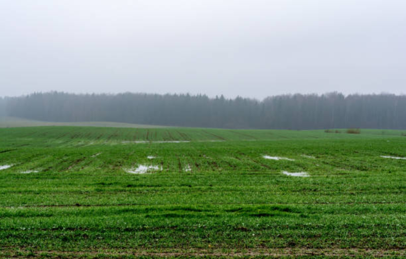 Як кліматичні зміни впливають на врожайність зернових в Україні