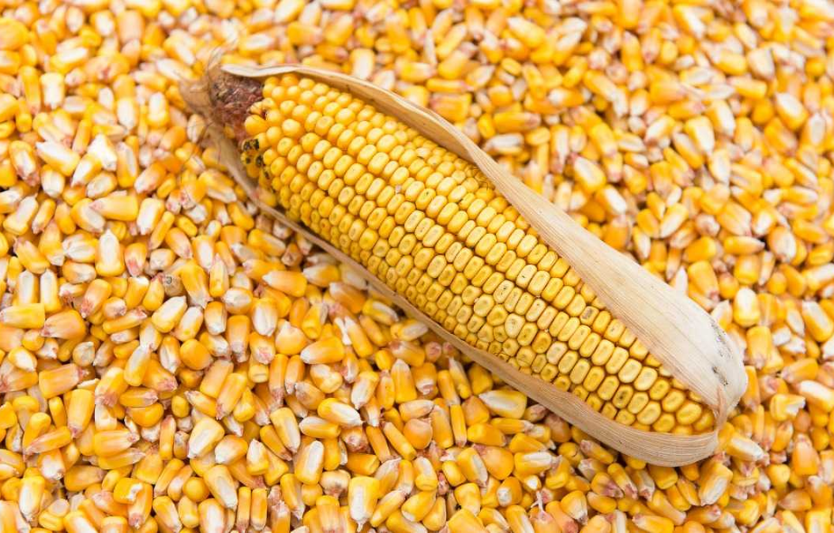 Міжнародні ринки кукурудзи ціни впали через рекордний урожай у США