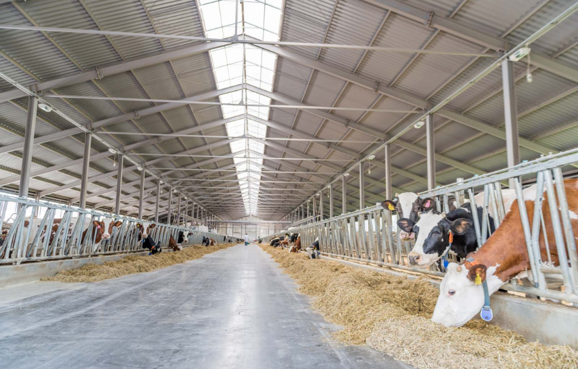 Світові тренди у тваринництві 2025–2026 біобезпека, автоматизація, нові корми