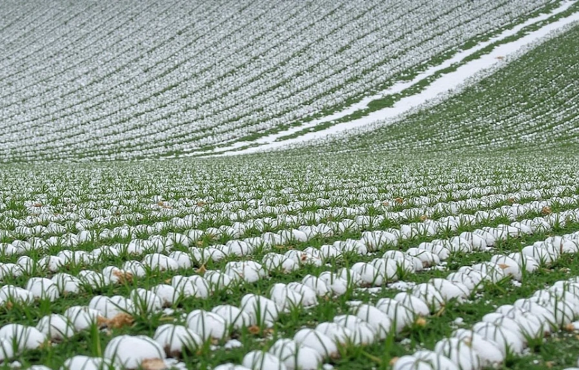 Як зміниться структура посівів в Україні у 2026 році прогнози експертів