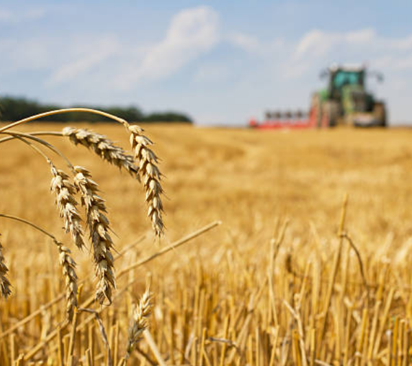 Як війна та погода вплинуть на врожай-2026 перші оцінки