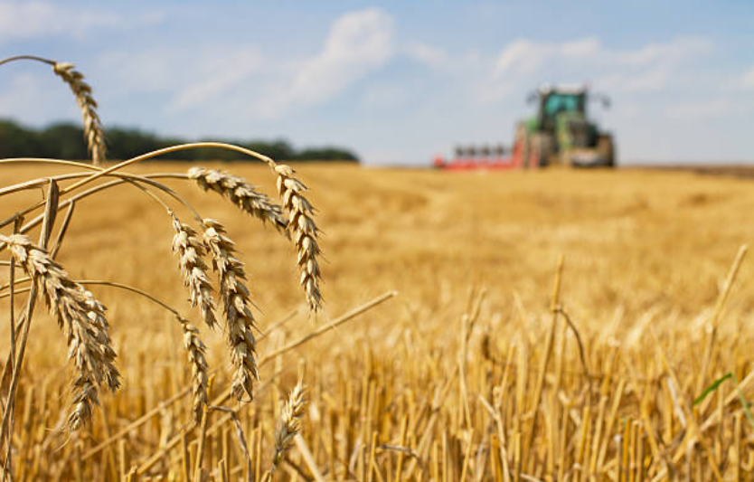 Як війна та погода вплинуть на врожай-2026 перші оцінки