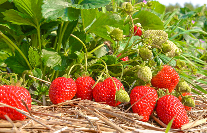 Озвучено сорти полуниці, які найкраще родять в Україні
