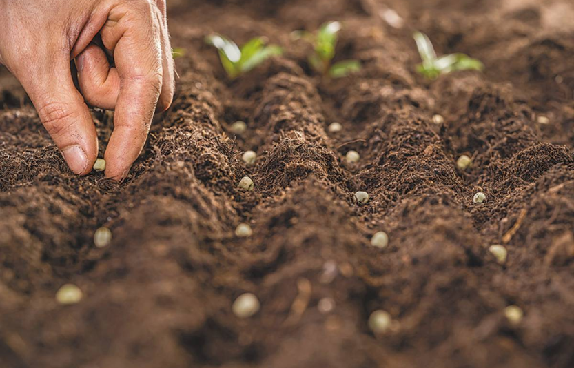 Сівба гороху усе за правилами